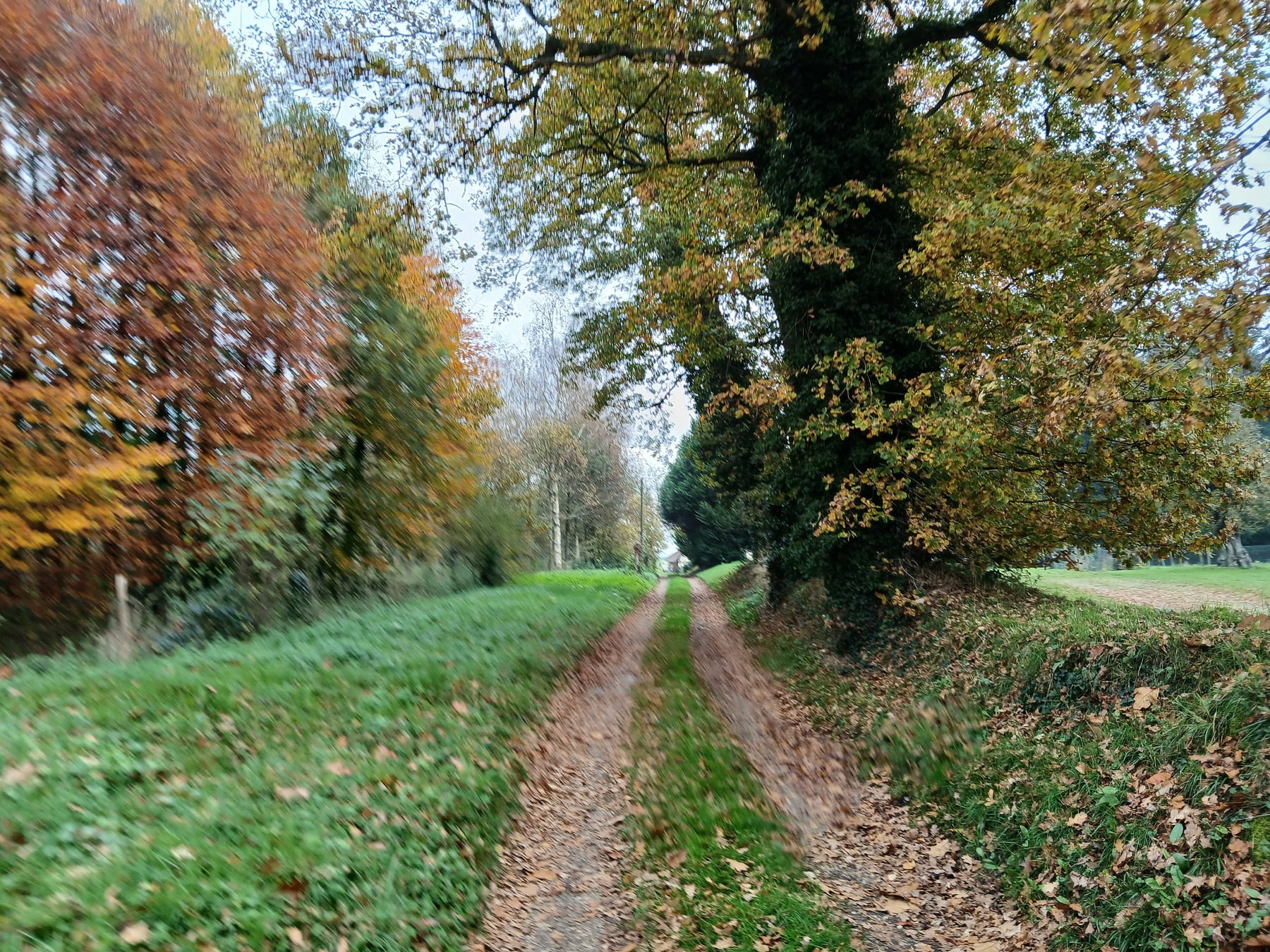 Crédit photo : cerema Une entrée de forêt